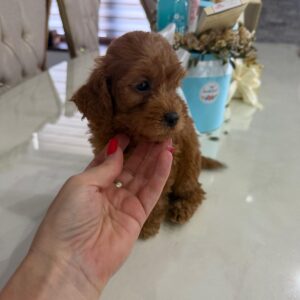 Goldendoodle prelepi štenci Slika 6