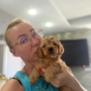 Goldendoodle prelepi štenci Slika 7