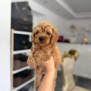 Goldendoodle prelepi štenci Slika 8