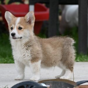 Velški korgi/Welsh Corgi Pembroke Slika 2 Velški korgi/Welsh Corgi Pembroke Slika 2