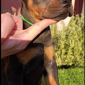 Doberman Slika 9