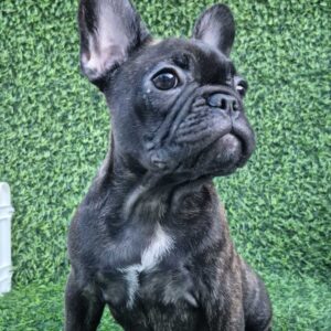 Francuski buldog Slika 10 Francuski buldog Slika 10