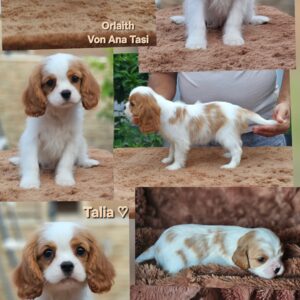 Vrhunski Cavalier King Charls Spaniel oba pola Slika 10