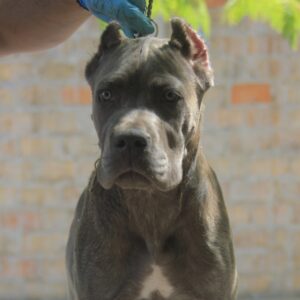 Cane Corso štenci Slika 10