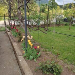Kuca u Surdulici,180m2,6ari placa Slika 12