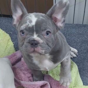 Francuski buldog sivi Slika 3 Francuski buldog sivi Slika 3