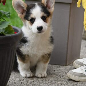 Velški korgi/Welsh Corgi Pembroke Slika 4 Velški korgi/Welsh Corgi Pembroke Slika 4