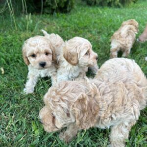 Pudle i maltipoo štenci Slika 2 Pudle i maltipoo štenci Slika 2