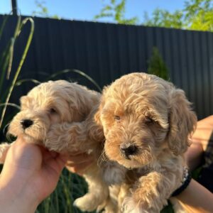 Pudle i maltipoo štenci Slika 3 Pudle i maltipoo štenci Slika 3