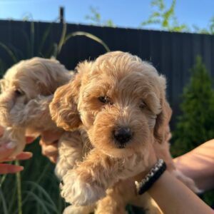 Pudle i maltipoo štenci Slika 4 Pudle i maltipoo štenci Slika 4
