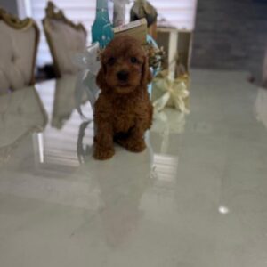 Goldendoodle prelepi štenci Slika 2 Goldendoodle prelepi štenci Slika 2