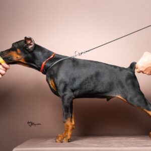 Doberman štenci Slika 2