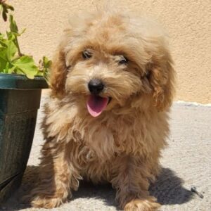 Maltipoo-Bipooo Slika 2 Maltipoo-Bipooo Slika 2