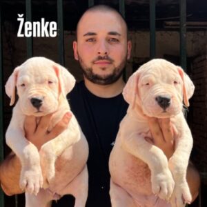 Dogo Argentino štenci Slika 2