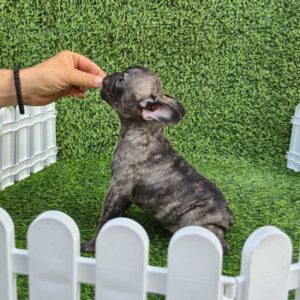 Francuski buldog Slika 2 Francuski buldog Slika 2