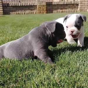 Francuski buldog Slika 2 Francuski buldog Slika 2