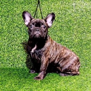 FRANCUSKI BULDOG – žensko štene Slika 2 FRANCUSKI BULDOG – žensko štene Slika 2