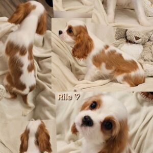 Vrhunski Cavalier King Charls Spaniel oba pola Slika 2