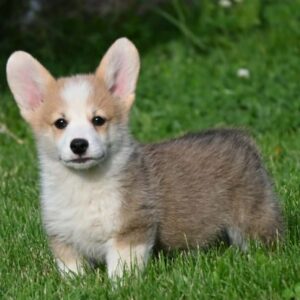 Velški korgi/Welsh Corgi Pembroke Slika 5 Velški korgi/Welsh Corgi Pembroke Slika 5