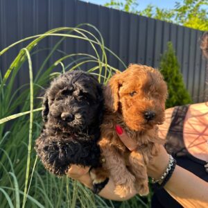 Pudle i maltipoo štenci Slika 5 Pudle i maltipoo štenci Slika 5