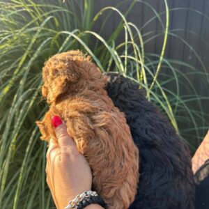 Pudle i maltipoo štenci Slika 6 Pudle i maltipoo štenci Slika 6