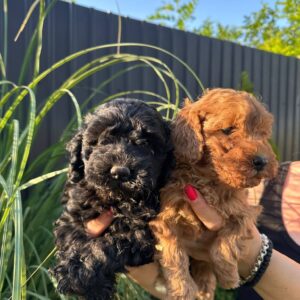 Pudle i maltipoo štenci Slika 7 Pudle i maltipoo štenci Slika 7