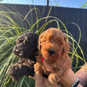 Pudle i maltipoo štenci Slika 8 Pudle i maltipoo štenci Slika 8