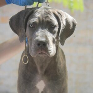 Cane Corso štenci Slika 2