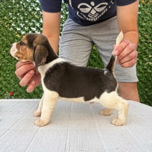 Bigl prelepi štenci Slika 3 Bigl prelepi štenci Slika 3
