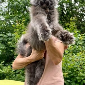 Maine Coon mačići Slika 2 Maine Coon mačići Slika 2
