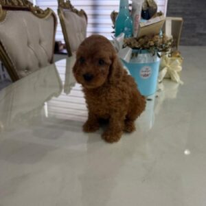 Goldendoodle prelepi štenci Slika 3 Goldendoodle prelepi štenci Slika 3