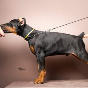 Doberman štenci Slika 3