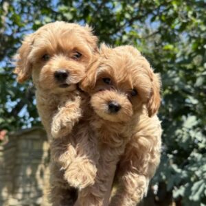 Maltipoo kucici Slika 3