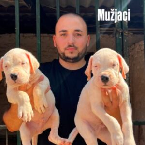 Dogo Argentino štenci Slika 3