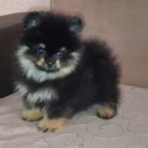 Pomeranac muzjak Slika 3