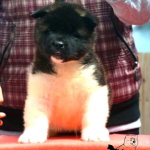Američka akita, štenad Slika 3 Američka akita, štenad Slika 3