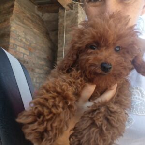 Crvena toy pudla Slika 3