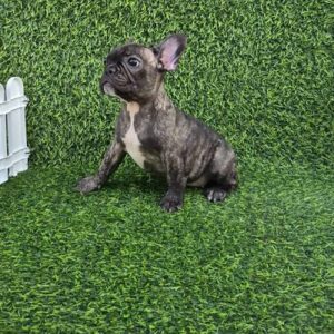 Francuski buldog Slika 3 Francuski buldog Slika 3