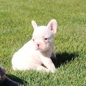 Francuski buldog Slika 3 Francuski buldog Slika 3