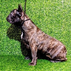 FRANCUSKI BULDOG – žensko štene Slika 3 FRANCUSKI BULDOG – žensko štene Slika 3
