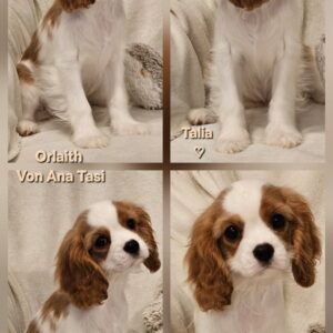 Vrhunski Cavalier King Charls Spaniel oba pola Slika 3