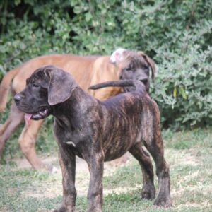 Cane Corso štenci Slika 3