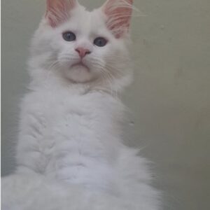 Maine Coon mačići Slika 3 Maine Coon mačići Slika 3