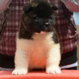 Američka akita, štenad Slika 4 Američka akita, štenad Slika 4