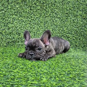 Francuski buldog Slika 4 Francuski buldog Slika 4