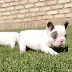 Francuski buldog Slika 4 Francuski buldog Slika 4