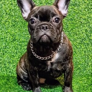 FRANCUSKI BULDOG – žensko štene Slika 4 FRANCUSKI BULDOG – žensko štene Slika 4