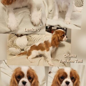 Vrhunski Cavalier King Charls Spaniel oba pola Slika 4