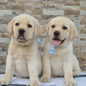 Labrador retriver štenci, prelepi Slika 4