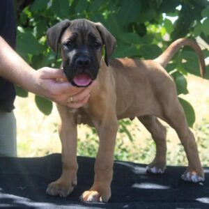 Cane Corso štenci Slika 4